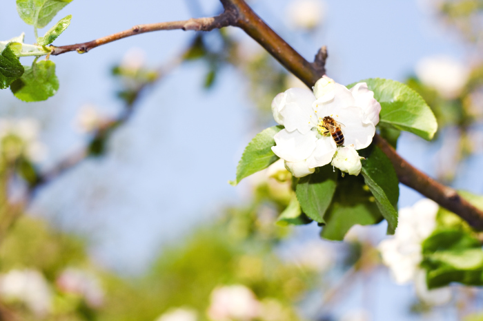 Spring is here in Rome…