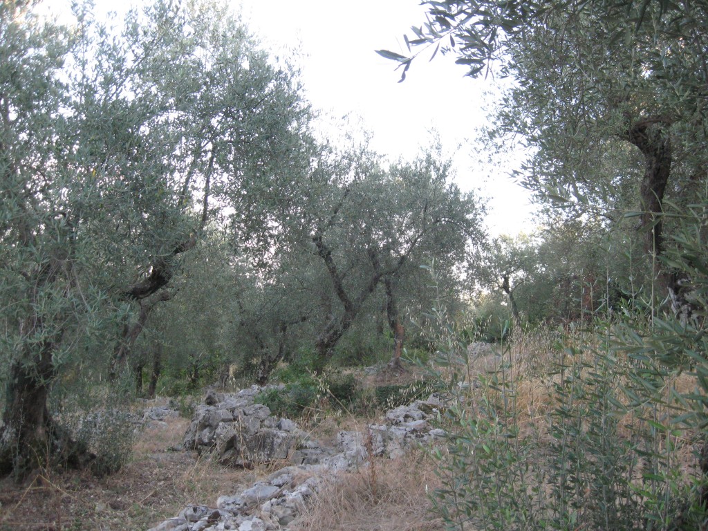 Lazio region - Olive Trees