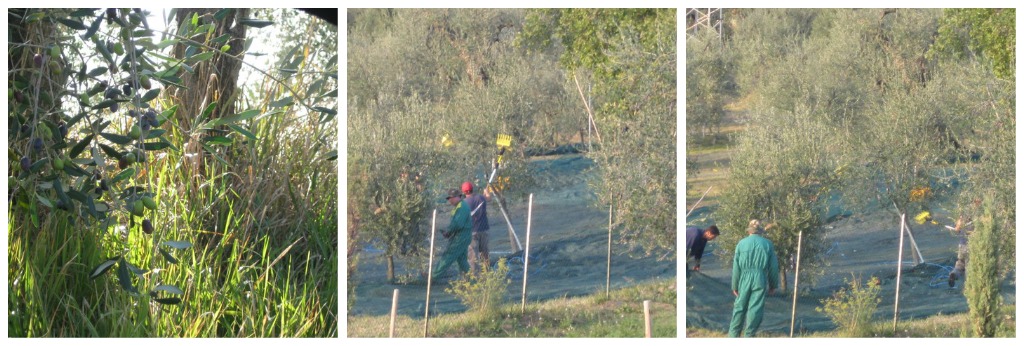 Olive Harvesting in Italy