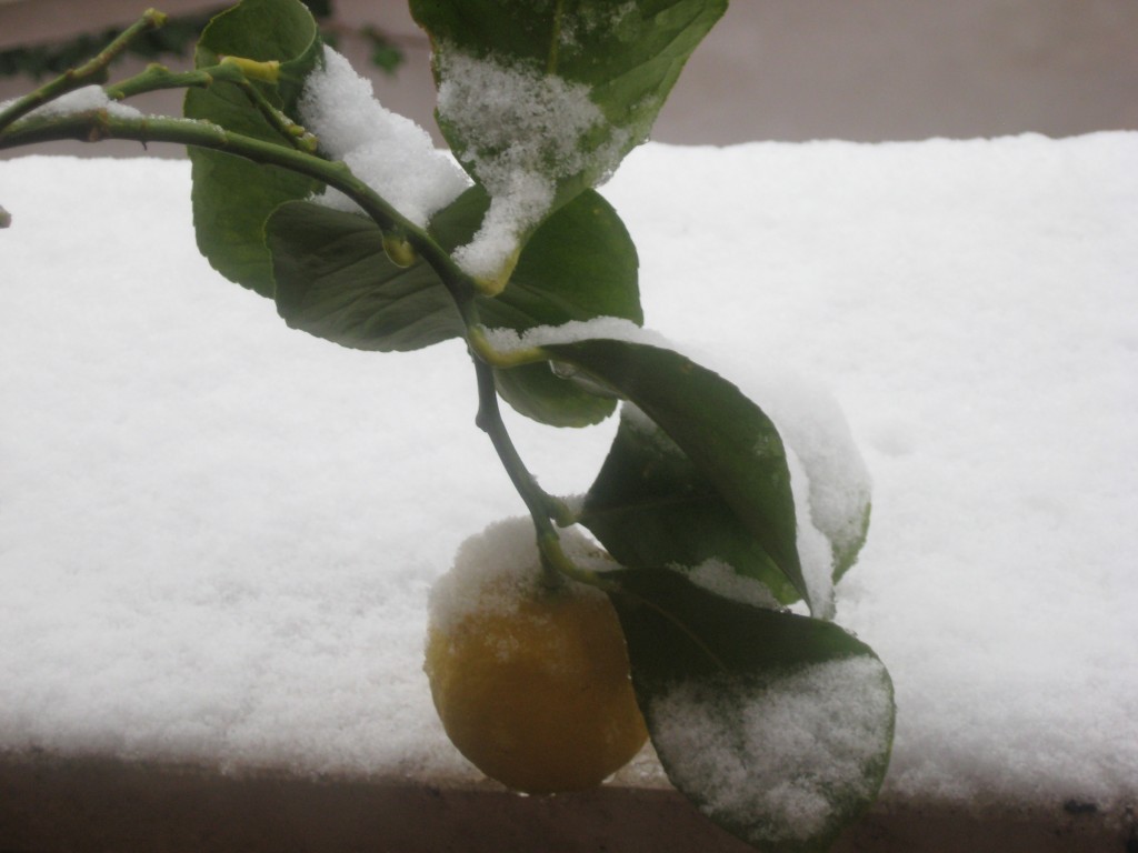 Snow in Rome 2012:Frozen Lemon