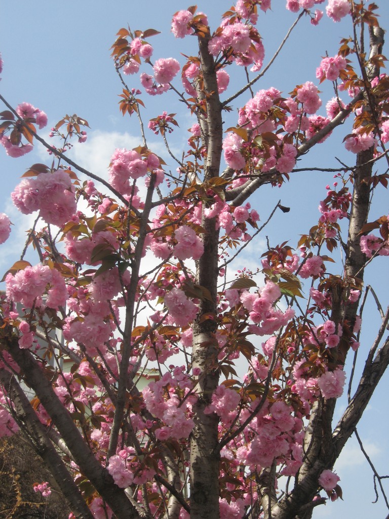 Easter in Rome: It's Spring!