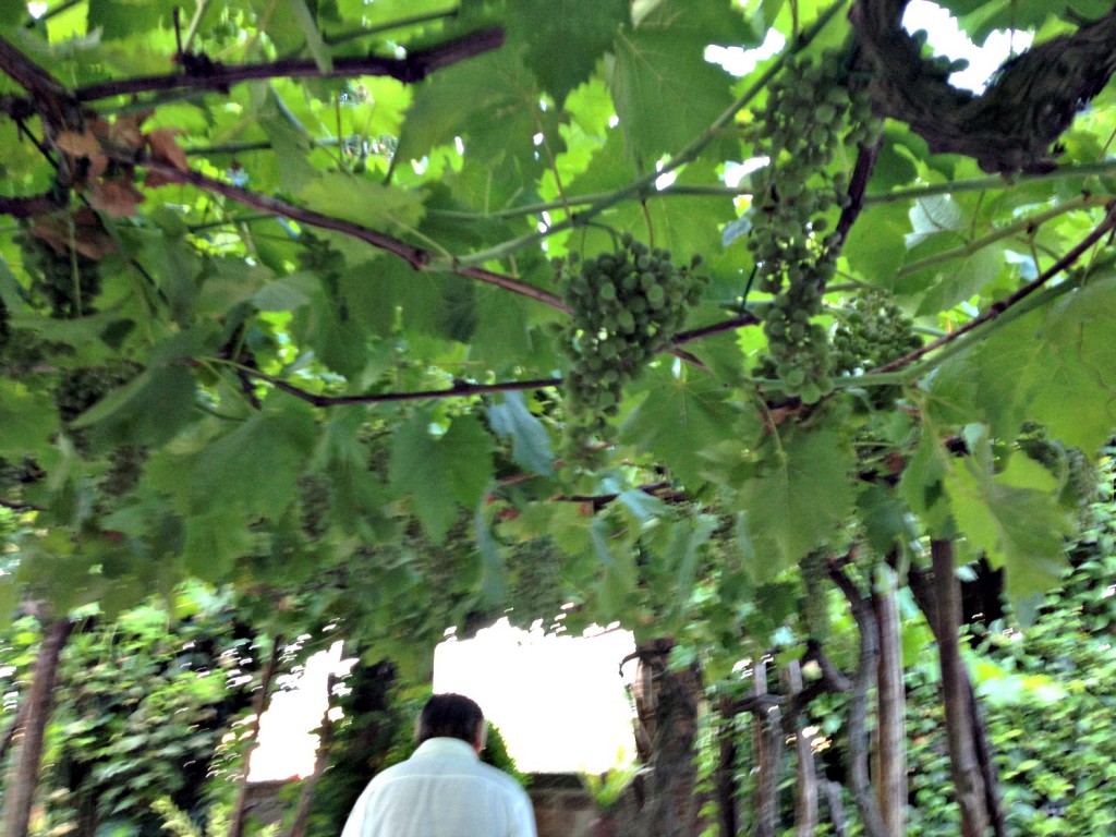 Beautiful Vines at Palazzo Pongelli - Todi, Italy