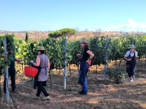Grape Harvest at Val delle Rose,Tuscany - BrowsingRome