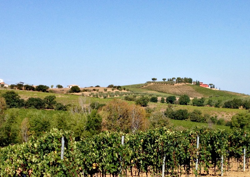 Grape Harvest at Val delle Rose,Tuscany